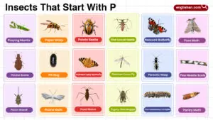 Insects That Start With P complete words list