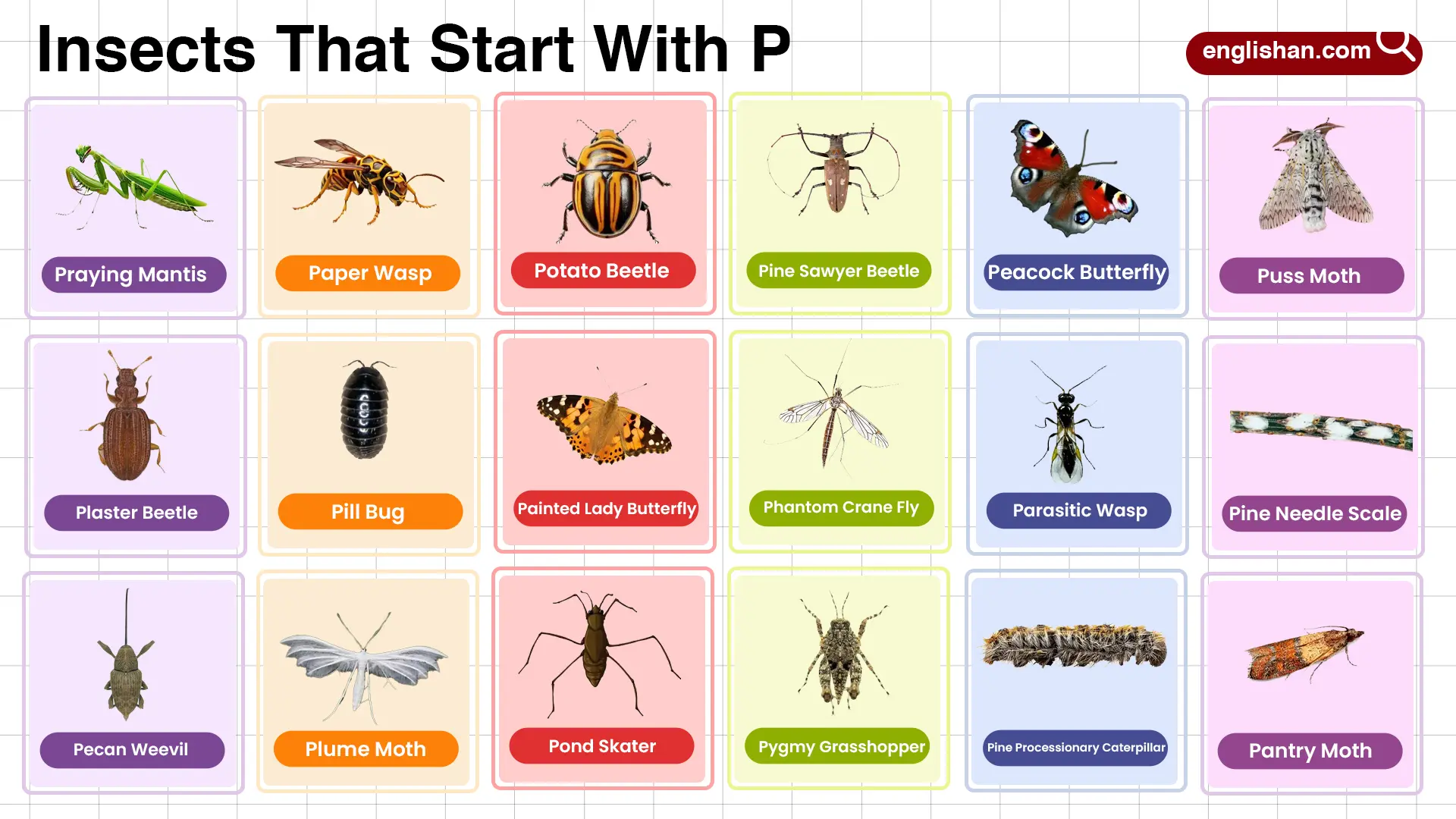 Insects That Start With P complete words list