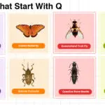 Insects That Start With Q in English Vocabulary