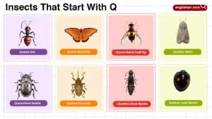 Insects That Start With Q in English Vocabulary