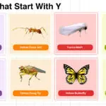 Insects That Start With Y – Complete Names List