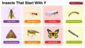 Insects That Start With Y – Complete Names List