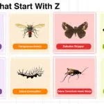 Insects that start with Z in nature
