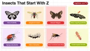 Insects that start with Z in nature