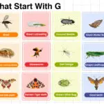 Insects That Start with G complete words list
