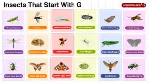 Insects That Start with G complete words list