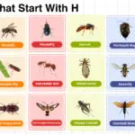Insects That Start with H vocabulary words list