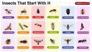 Insects That Start with H vocabulary words list