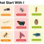 That Start with I Vocabulary List