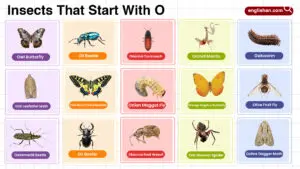Insects That Start With O vocabulary list
