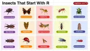 Insects That Start with R words list