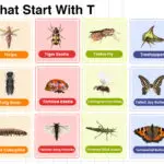 Insects That Start with T complete list