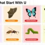 Insects That Start with U