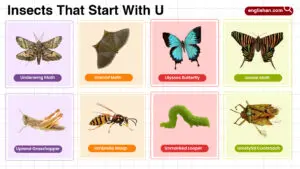 Insects That Start with U