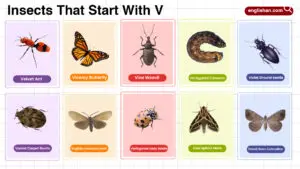 Insects That Start with V
