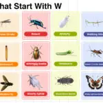 Insects That Start with W full words list