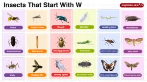 Insects That Start with W full words list