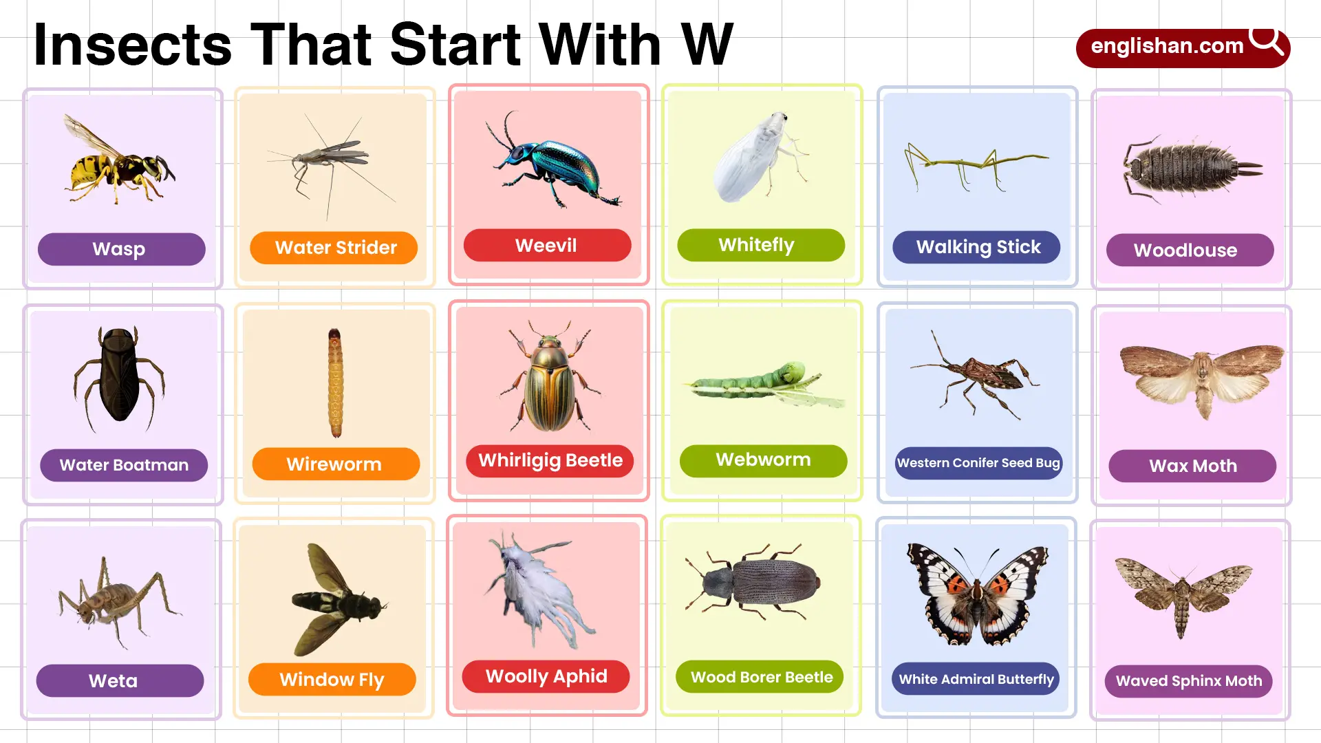 Insects That Start with W full words list