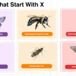Insects That Start with X complete list