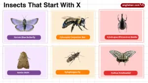 Insects That Start with X complete list