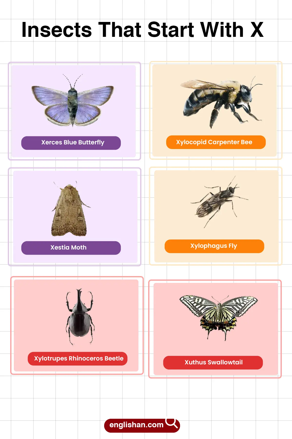 List of Insects That Start with X