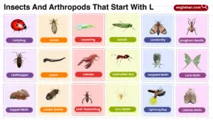 Insects and Arthropods That Start With L