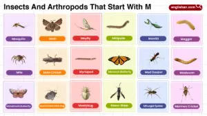 Insects and Arthropods That Start With M Full Words List