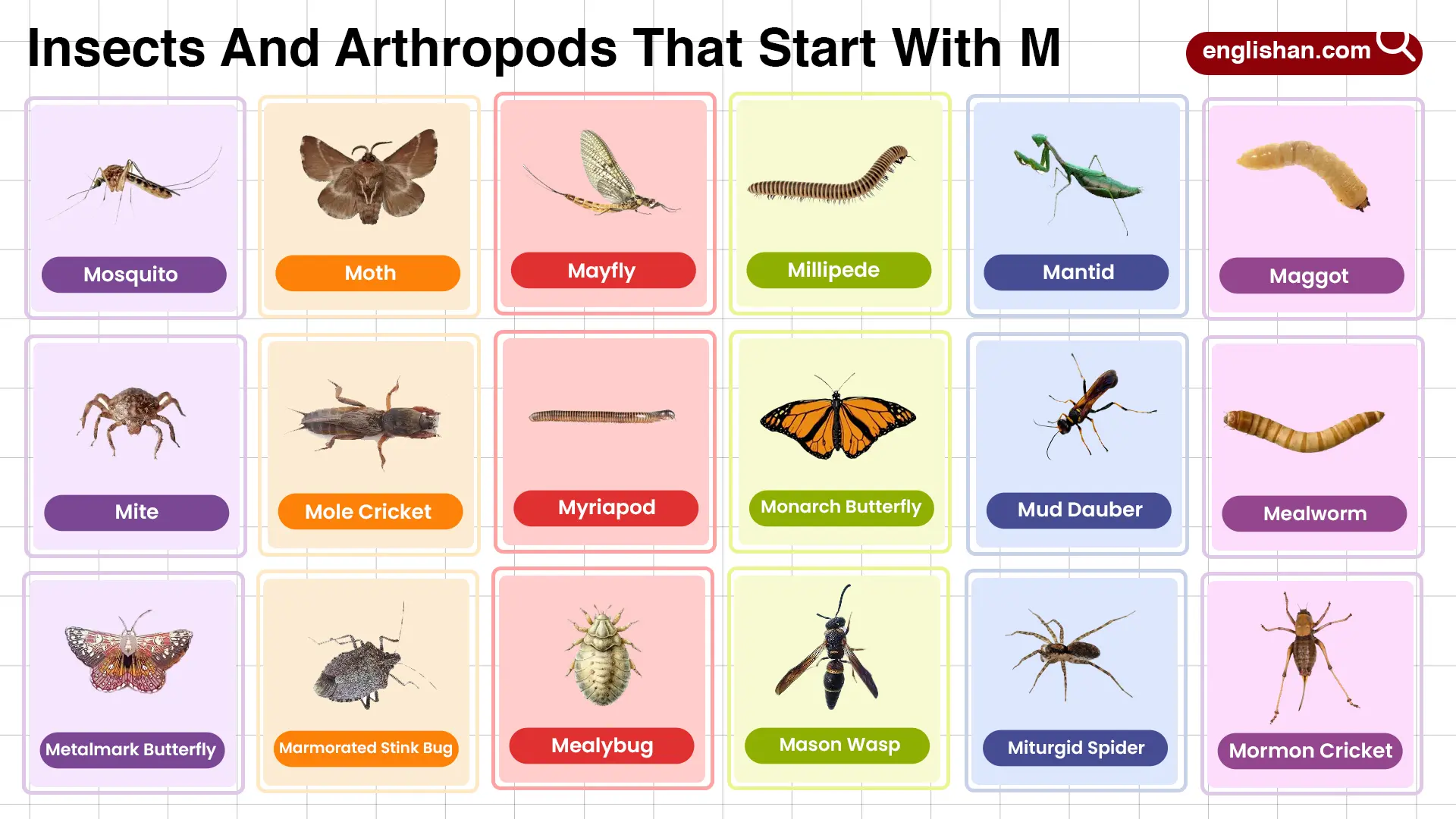 Insects and Arthropods That Start With M Full Words List