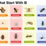 Insects that start with B words list