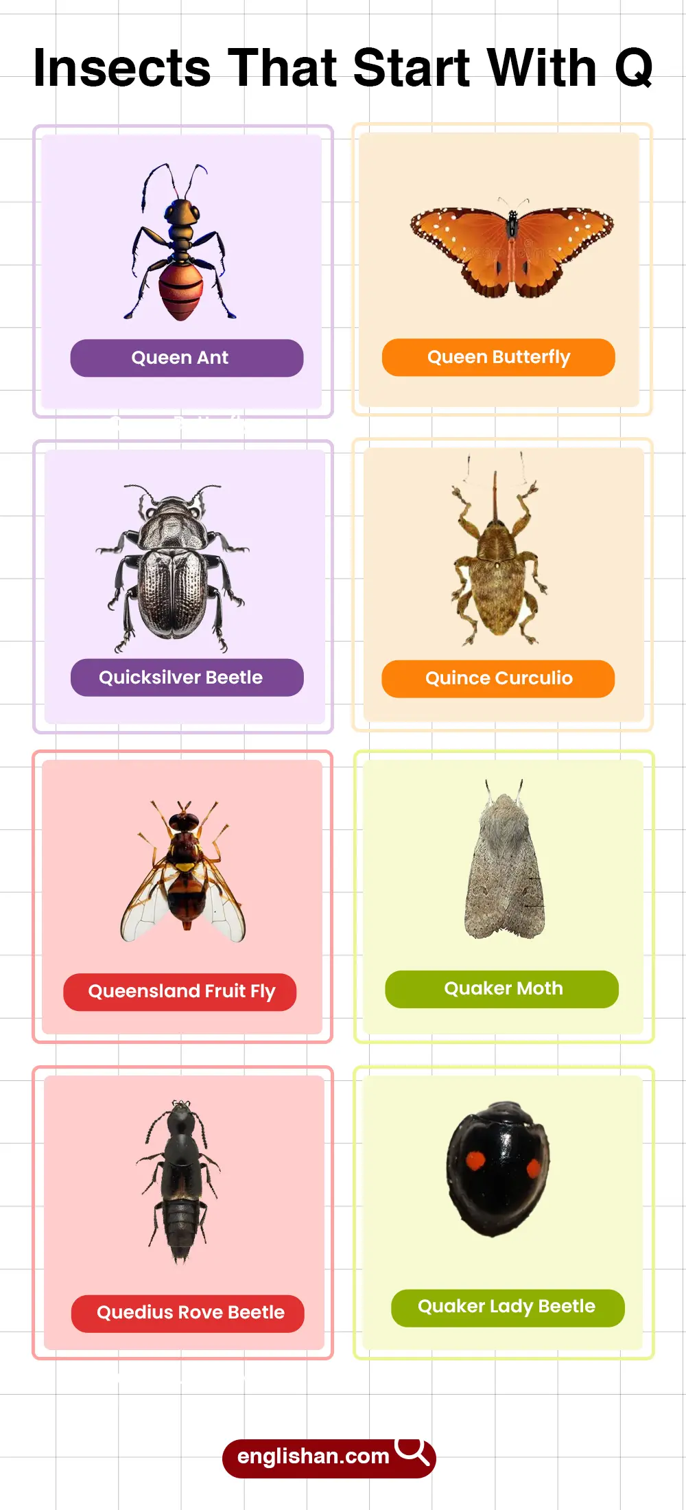 List of Insects That Start With Q