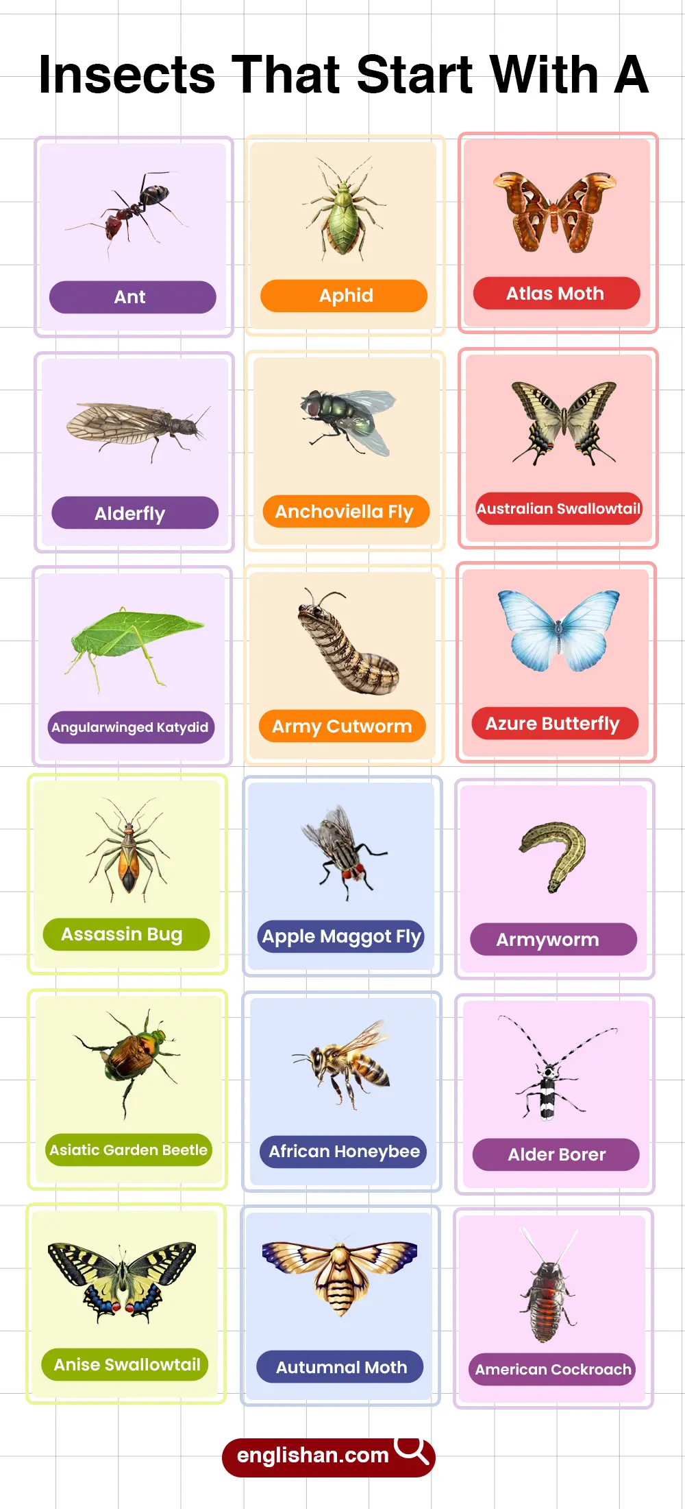 List of Insects That Start With A