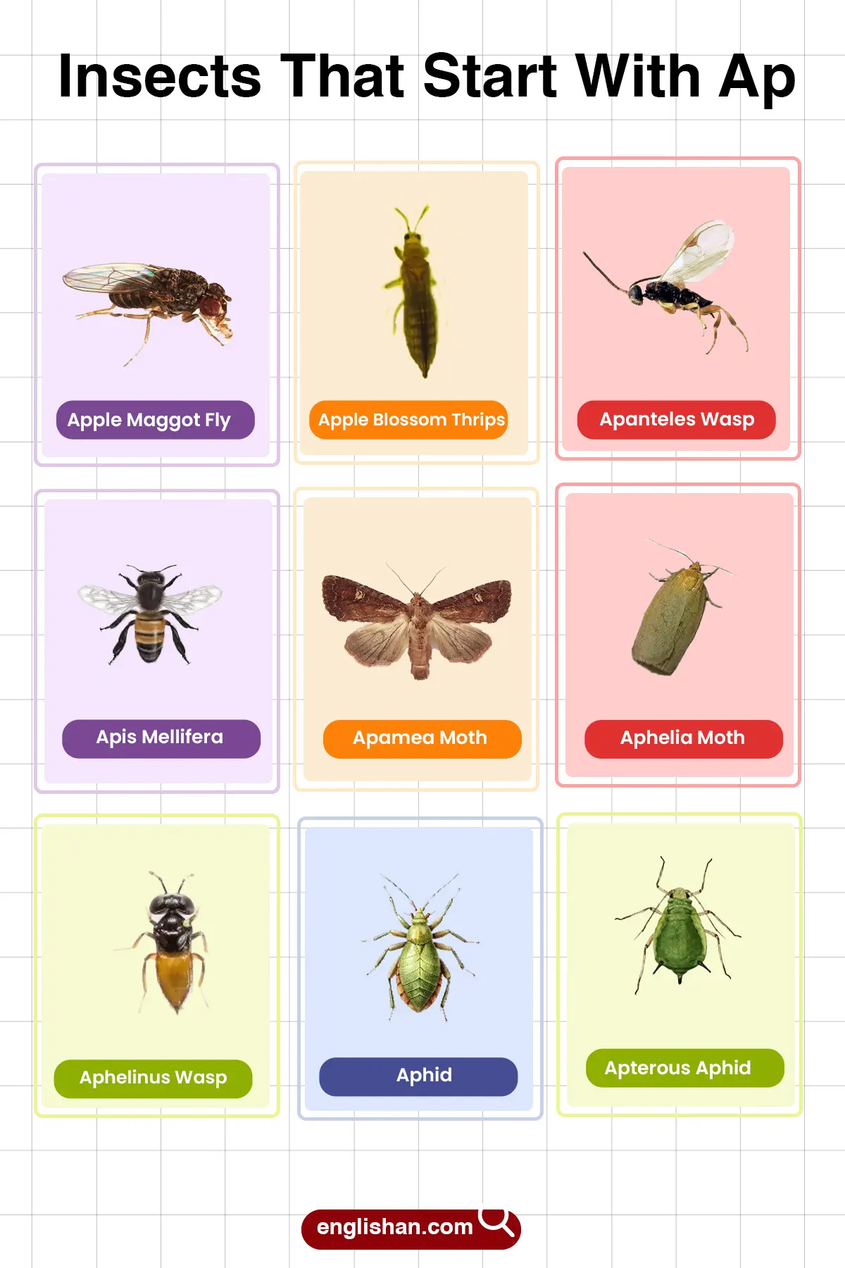 List of Insects That Start With Ap in English