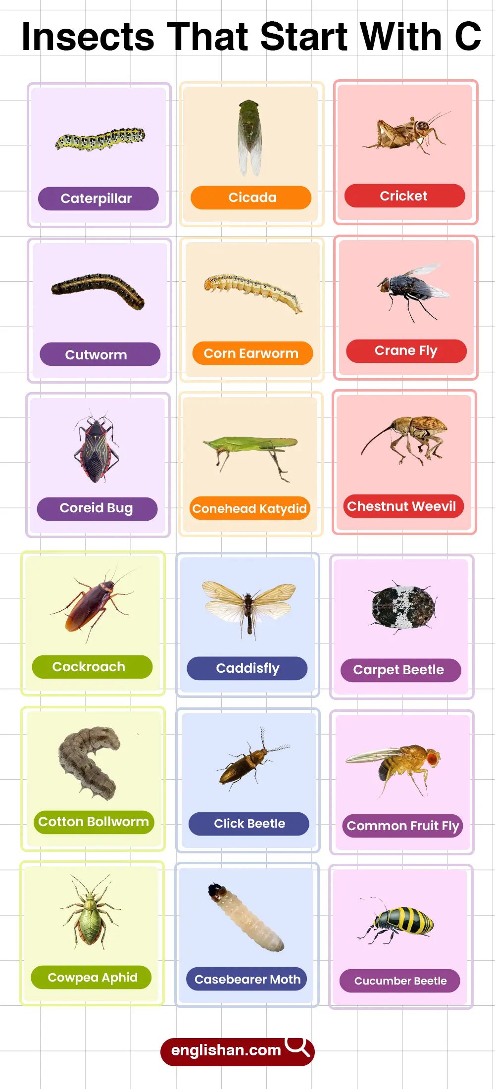 List of insects beginning with C