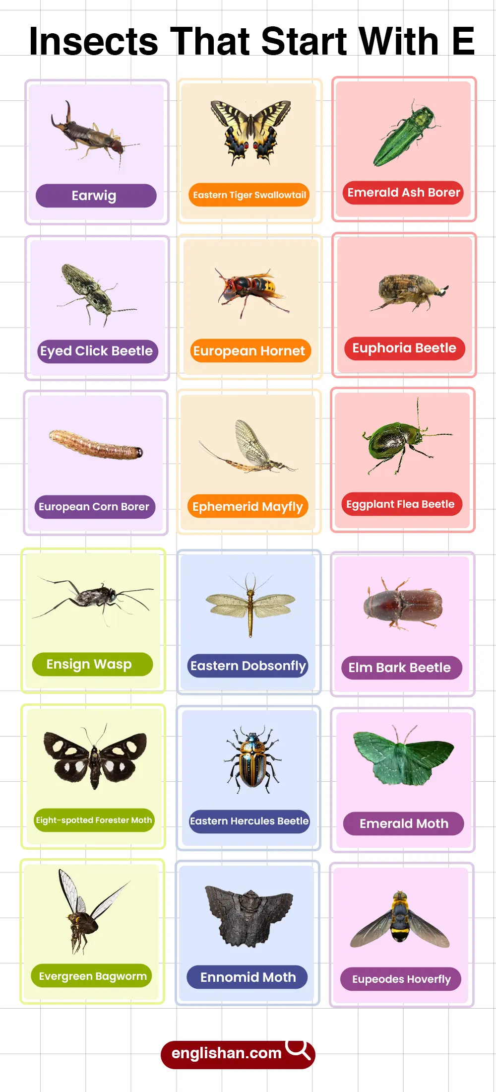 List of insects beginning with E