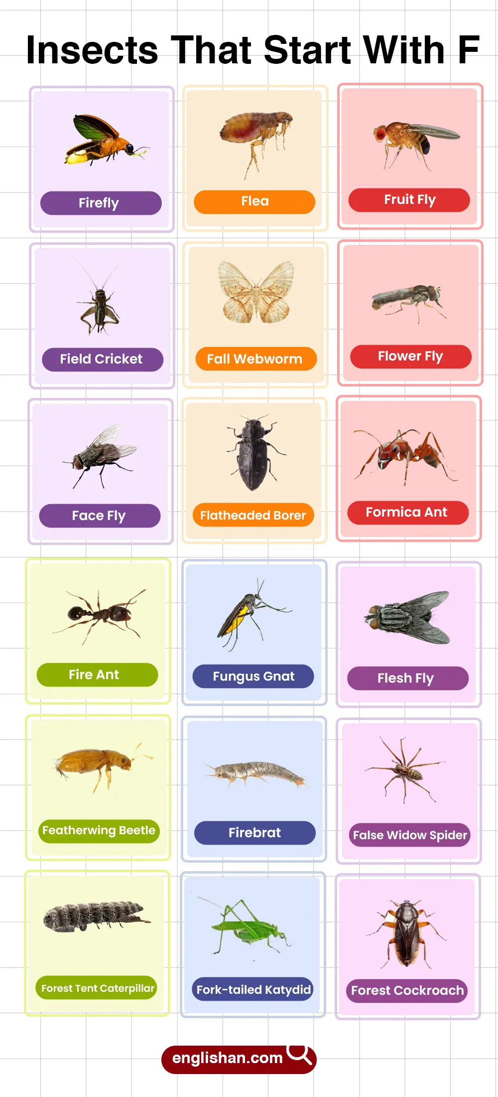List of insects beginning with F