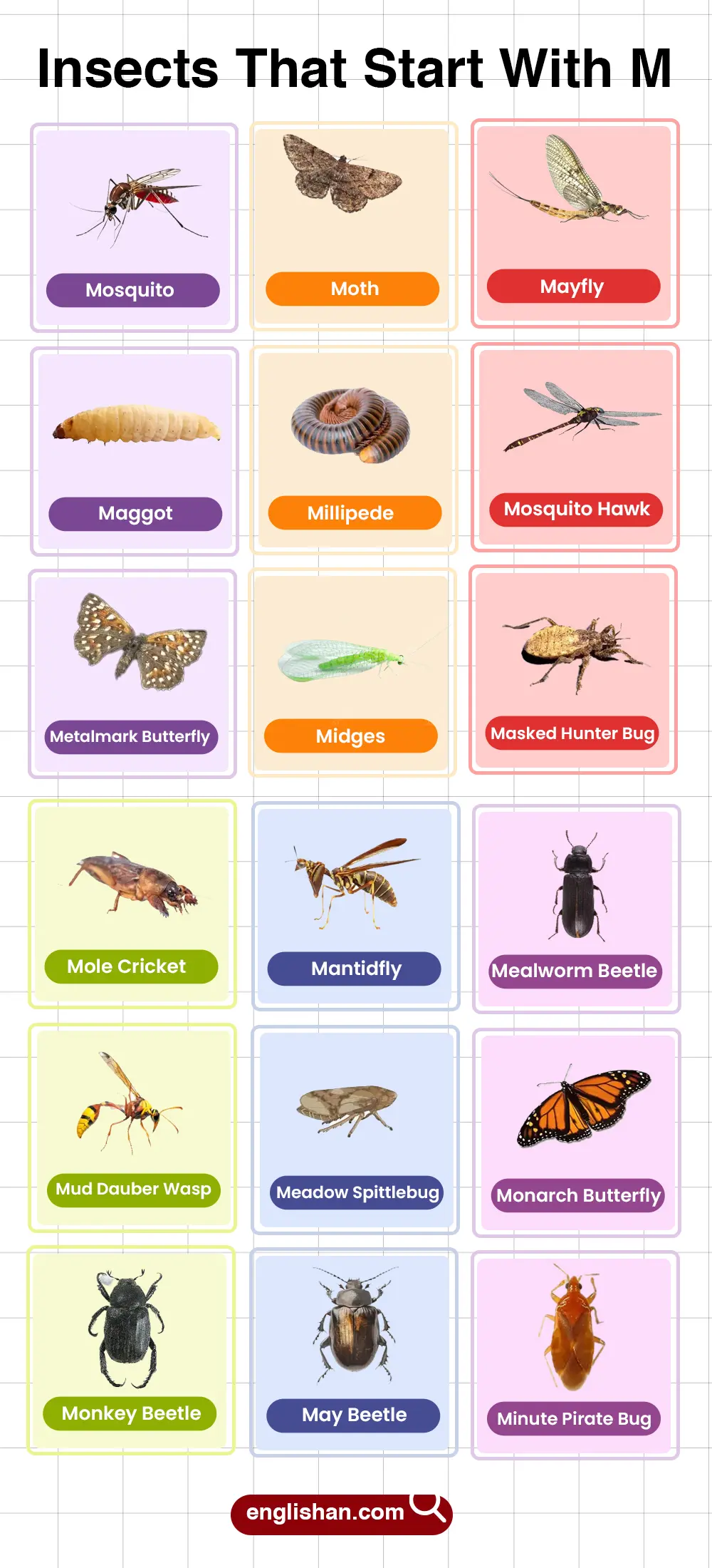 List of insects that start with M words