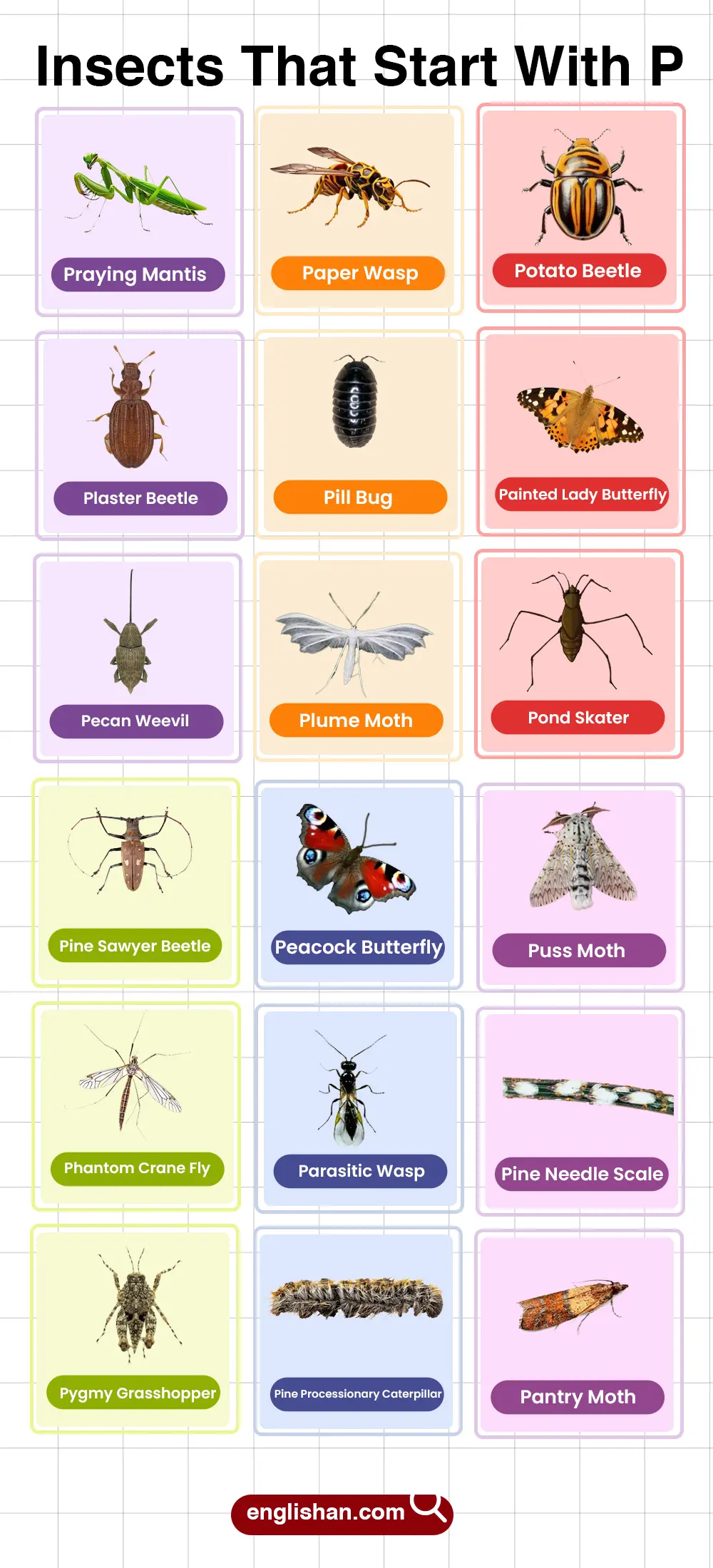 List of insects that start with P