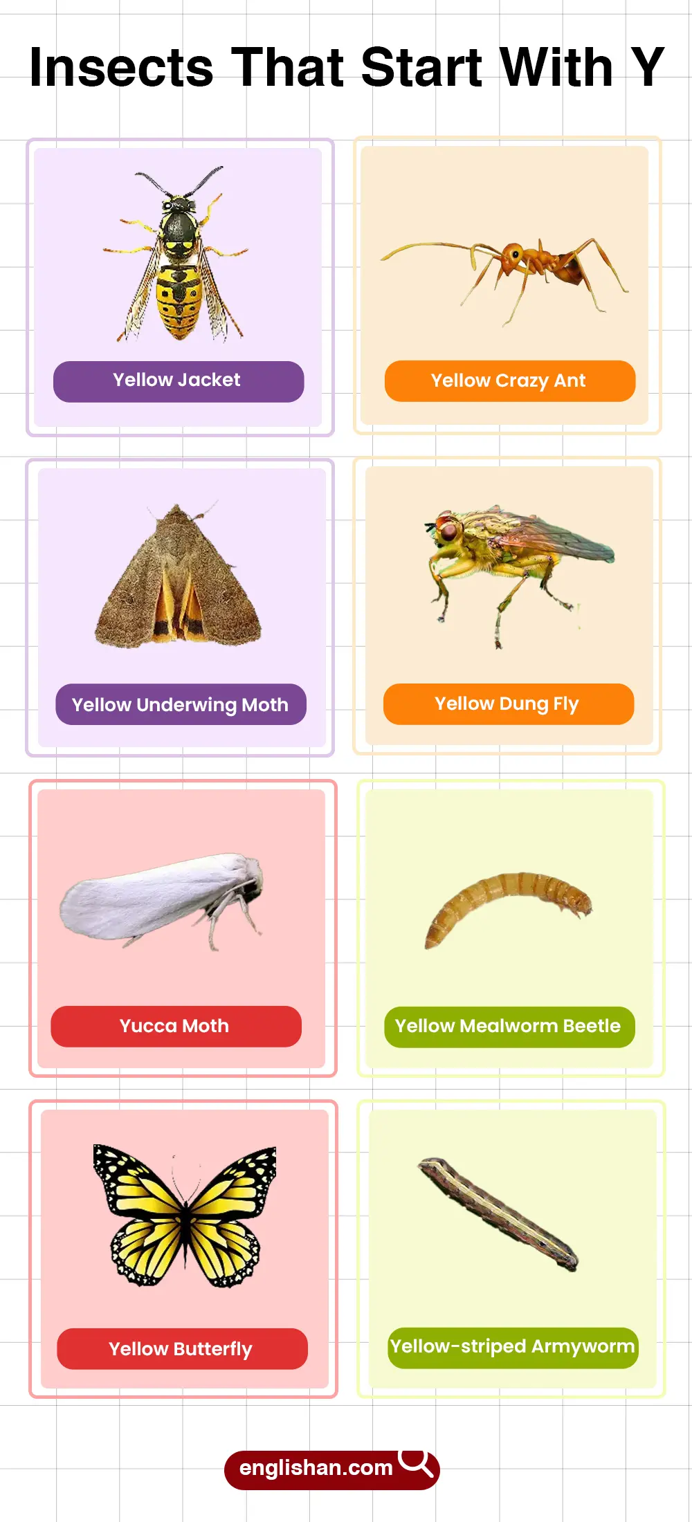 List of Insects That Start With Y