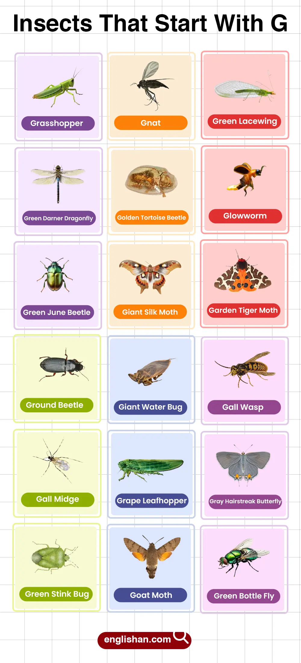 List of Insects That Start with G