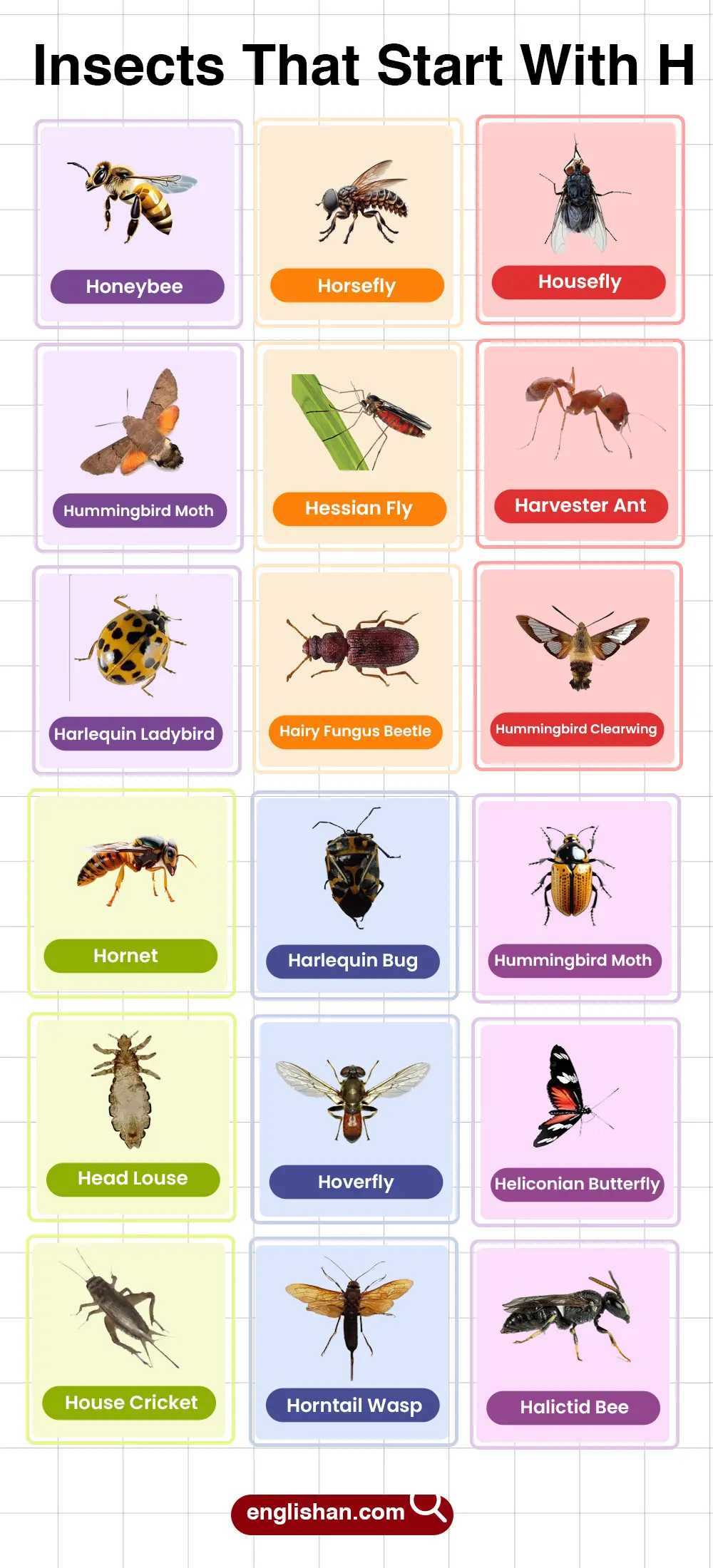 List of Insects That Start with H