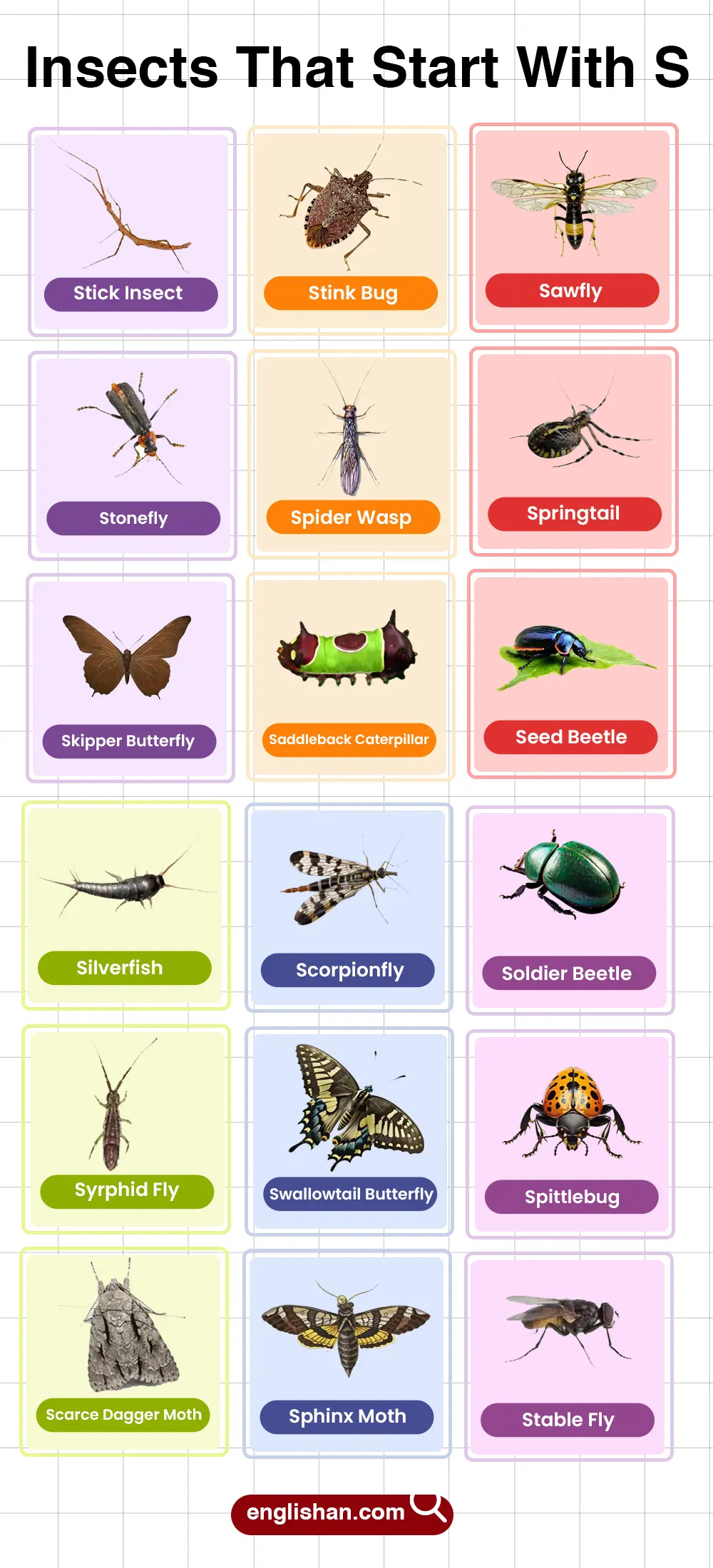 List of insects that start with S
