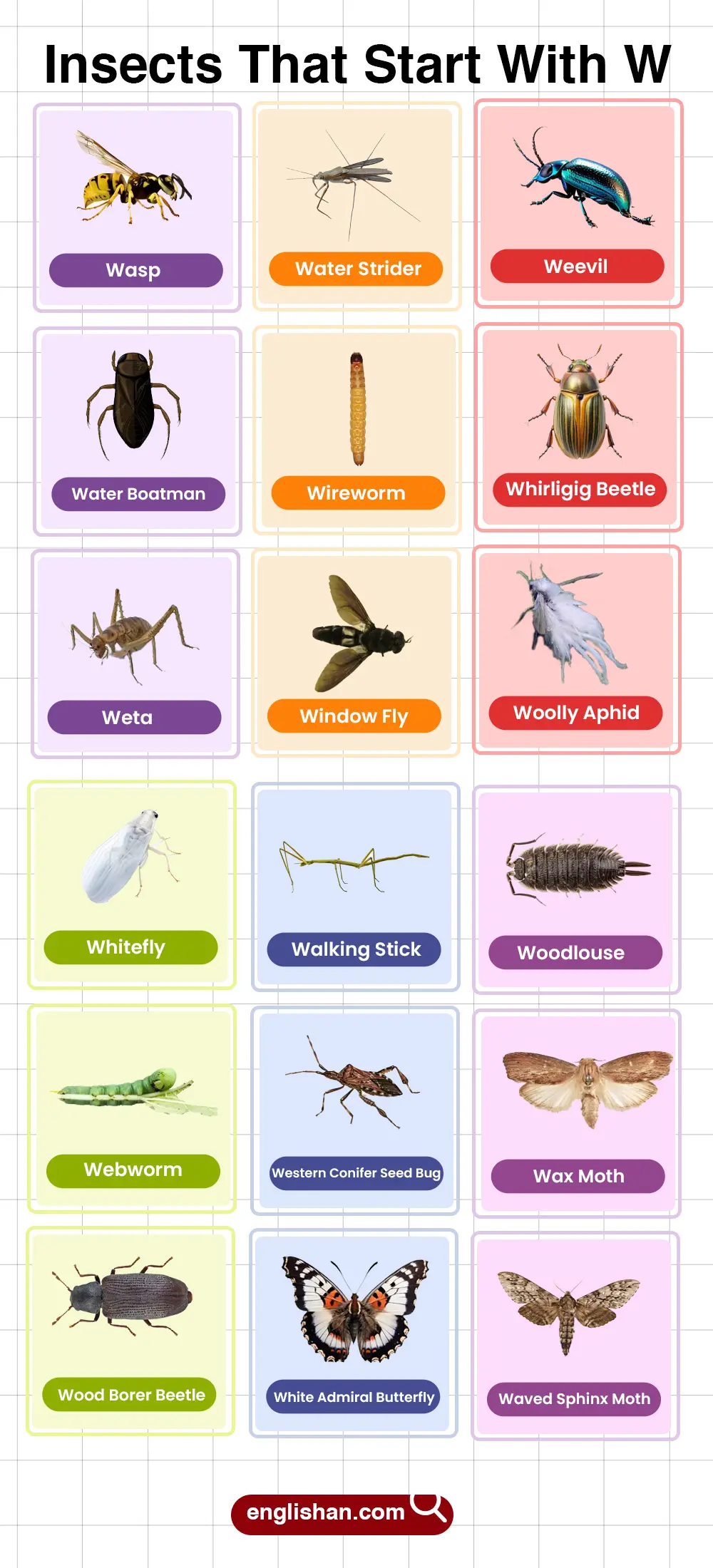 List of Insects That Start with W