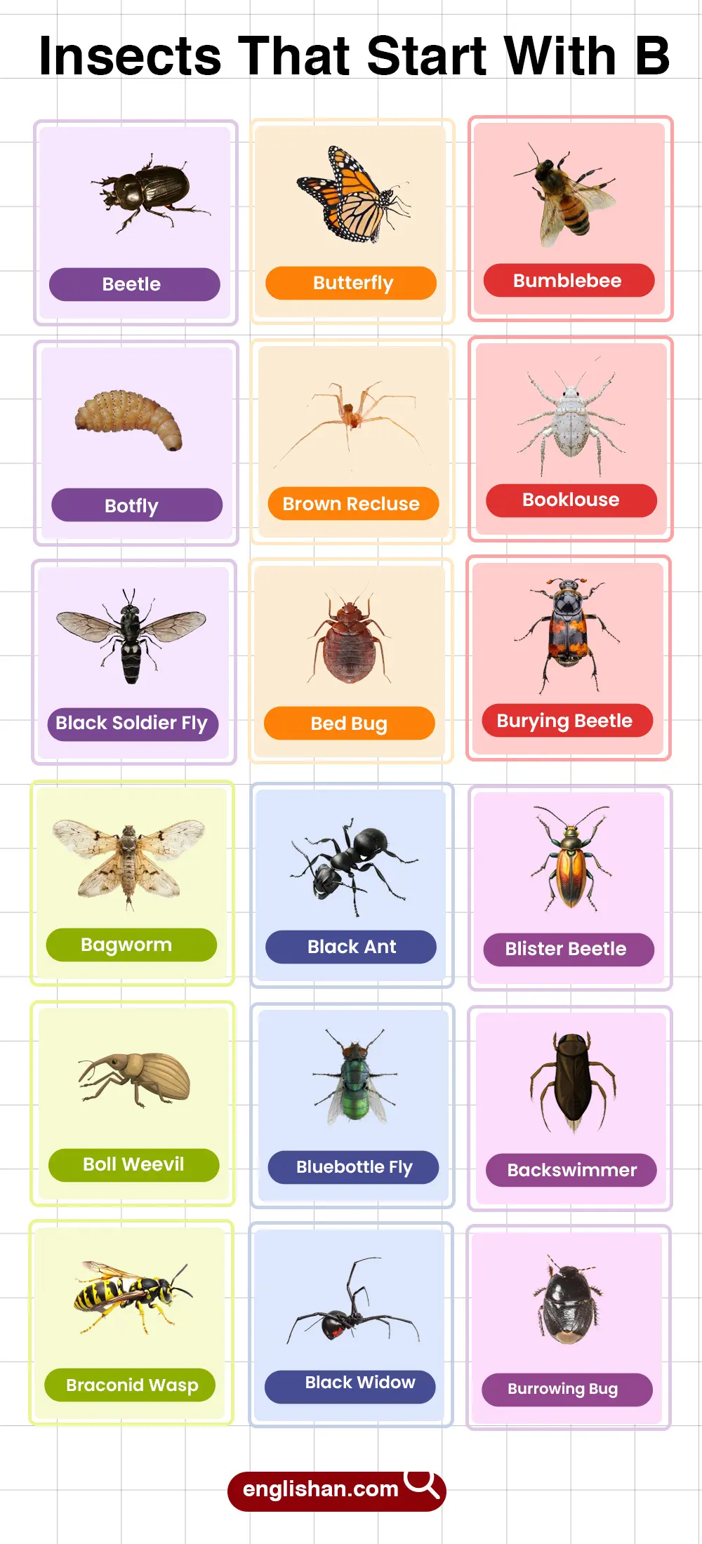 Insects that start with B vocabulary words list in English