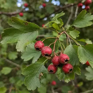 Eastern Hawthorn Fruit