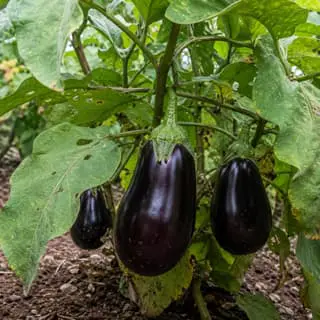 Eggplant