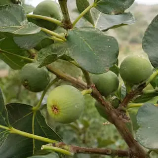 Elands Sour Fig