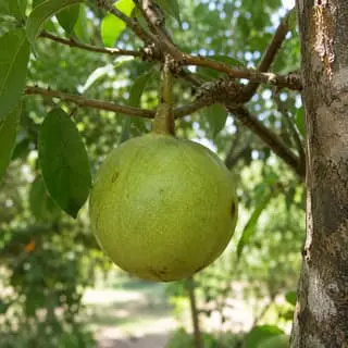 Elephant Apple