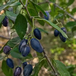 Emu Berry