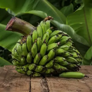 Ethiopian Banana (Enset)