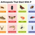 Insects and Arthropods That Start With P Words List
